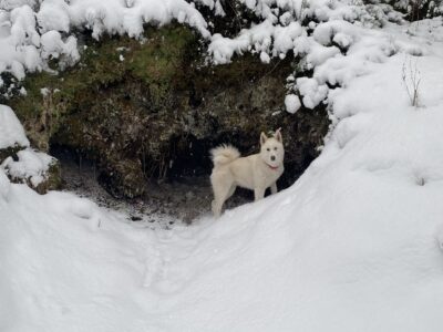 Hundehotel Almfrieden – Hotel & Romantikchalet