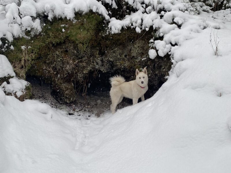 Hundehotel Almfrieden – Hotel & Romantikchalet